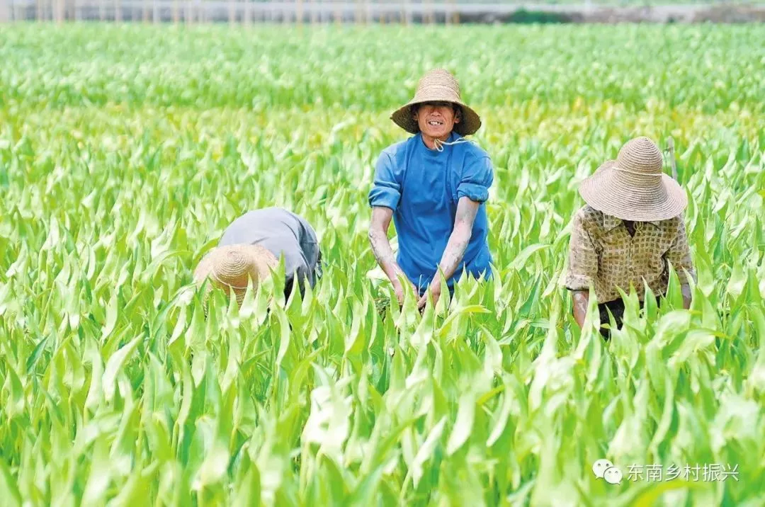 發(fā)改委點(diǎn)贊休閑農(nóng)業(yè)：農(nóng)村一二三產(chǎn)融合發(fā)展報告出爐