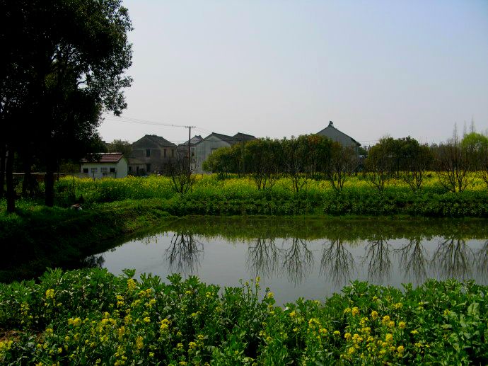 上海鄉(xiāng)村振興，建設(shè)美麗綠色幸?！叭龍@”