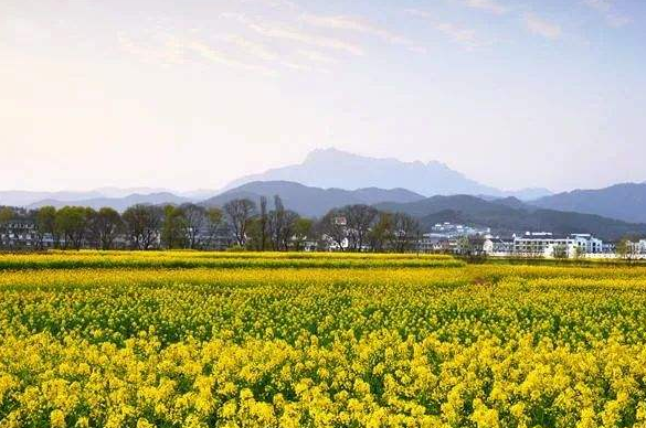 安慶潛山：突出個性特色，推動鄉(xiāng)村振興