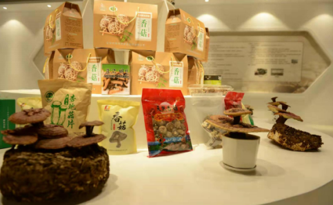 依托蘋果和香菇兩大特色優(yōu)勢產(chǎn)業(yè)，萬榮縣積極申創(chuàng)國家農(nóng)業(yè)現(xiàn)代化示范區(qū)